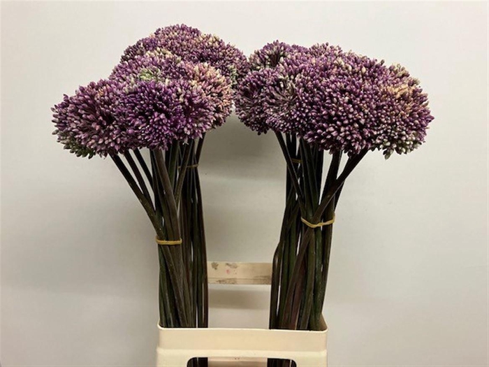 <h4>Allium Summer Beauty</h4>
