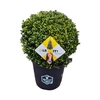 Ilex crenata Dark Green, P32, Bol Ø35cm