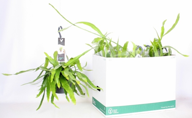 <h4>EPIPHYLLUM OV</h4>