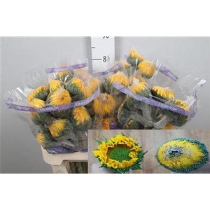 Heli Vincent's Fresh