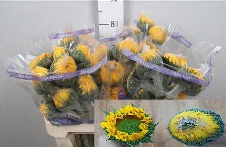 <h4>Heli Vincent's Fresh</h4>