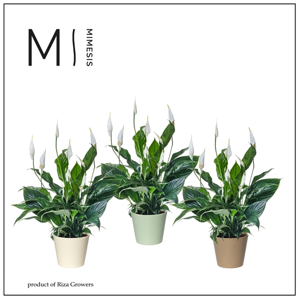 <h4>Mimesis Spathiphyllum Sweet Curiosa - 13 cm in Amanda keramiek</h4>