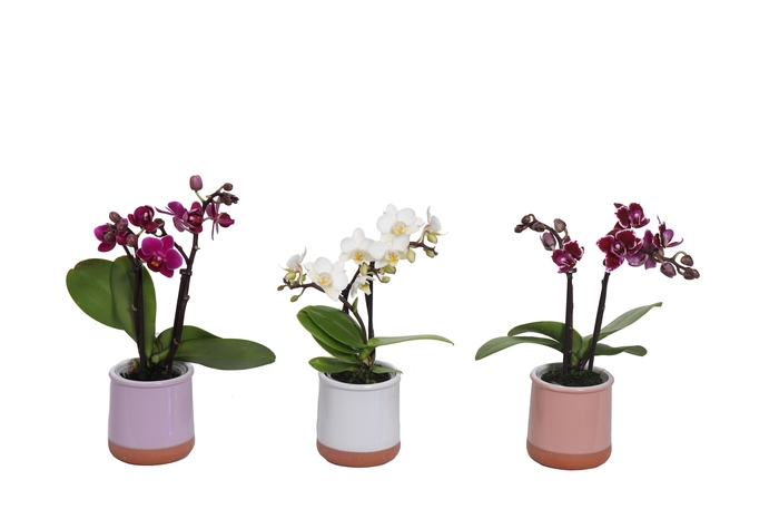 <h4>Valencia Mix Tiny Dolls Mix 2T10+ aqu@</h4>