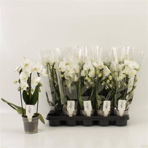 PHAL EL CASCADE