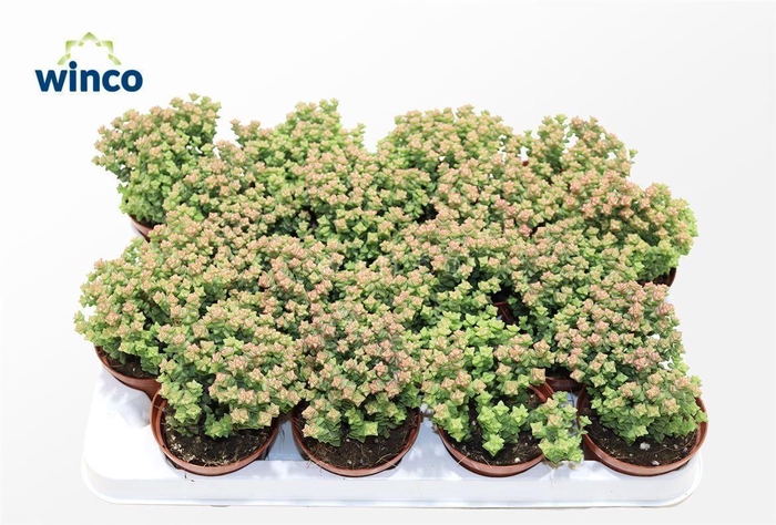 <h4>Crassula Tom Thumb</h4>