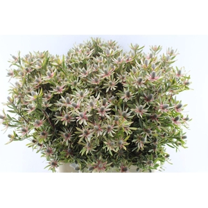 Leucad Ayoba Star Pearl