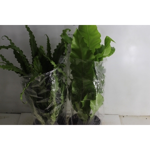 ASPLENIUM VARIADO P17