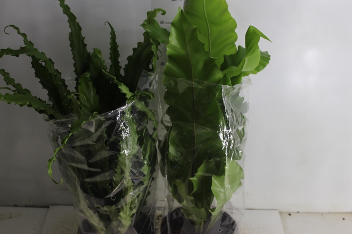 <h4>ASPLENIUM VARIADO P17</h4>
