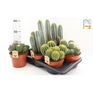 CACTUS GEM