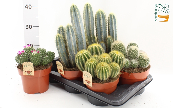 <h4>CACTUS GEM</h4>
