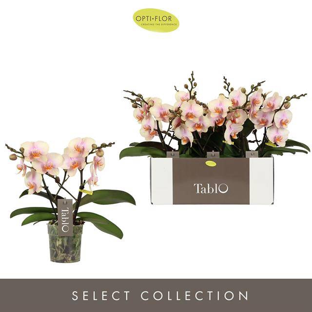 <h4>PHAL OPTI TABLO PALOMA 2 SPIKE</h4>