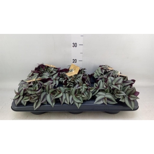 Tradescantia zebr. 'Purpusii'