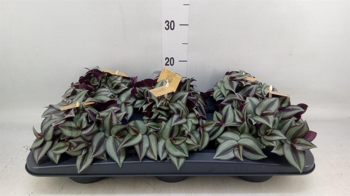 Tradescantia zebr. 'Purpusii'