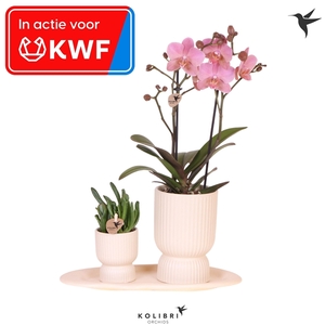 Kolibri Gift Set small Travertine - inzamelingsactie KWF