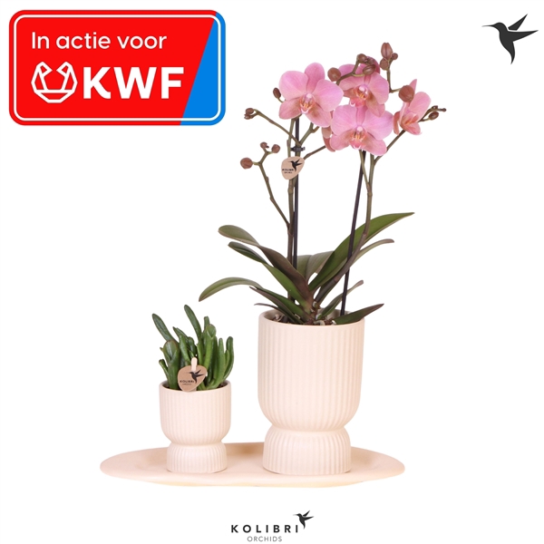 <h4>Kolibri Gift Set small Travertine - inzamelingsactie KWF</h4>