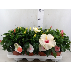 Hibiscus rosa-sin. 'Sunny'  ..mix