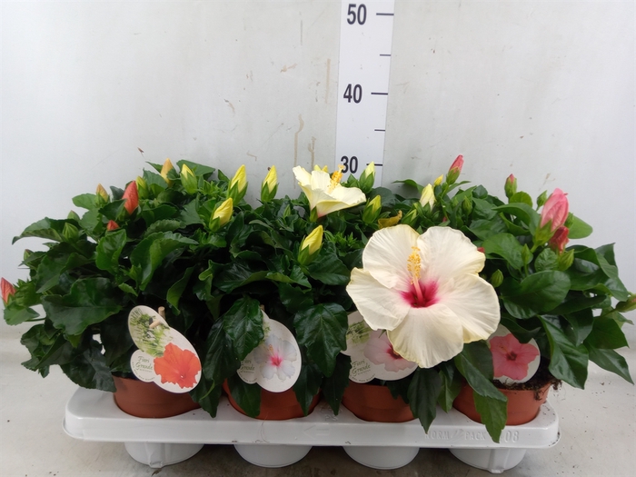<h4>Hibiscus rosa-sin. 'Sunny'  ..mix</h4>