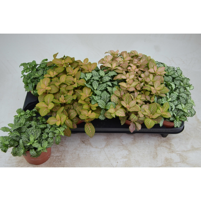 <h4>Fittonia mixed 12Ø 17cm</h4>