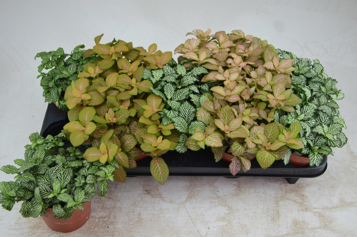 Fittonia mixed 12Ø 17cm