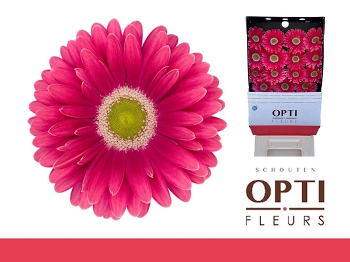 <h4>Gerbera Unique Diamond</h4>