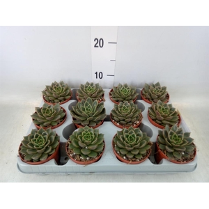 Echeveria   ...not flowering