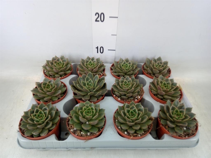 <h4>Echeveria   ...not flowering</h4>