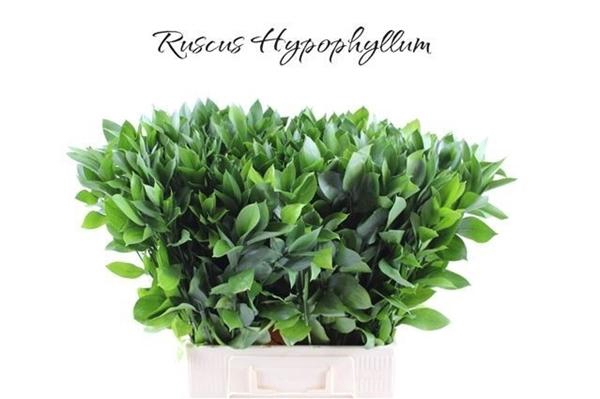 <h4>RUSCUS HYPOPHYLLUM</h4>