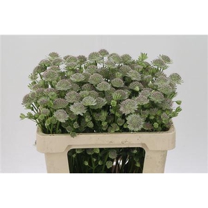 Astrantia Rosa-lee