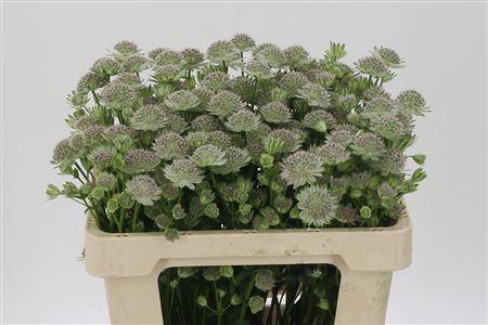 <h4>Astrantia Rosa-lee</h4>