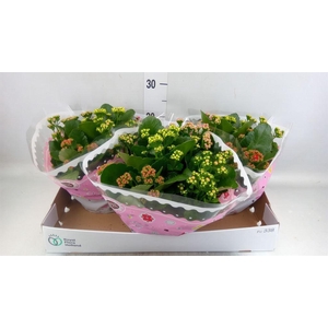 Kalanchoe blos.   ..rosebud mix/pot