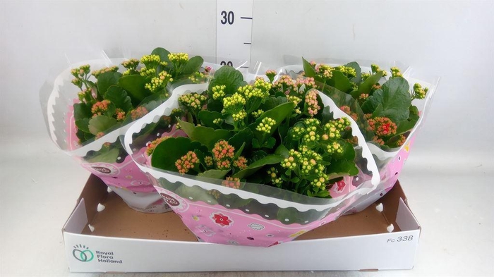 <h4>Kalanchoe blos.   ..rosebud mix/pot</h4>