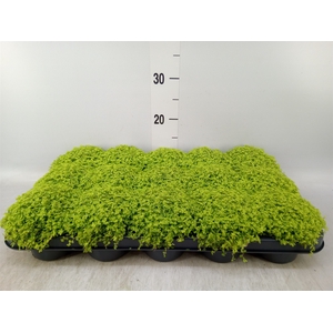 Soleirolia soleirolii 'Aurea'