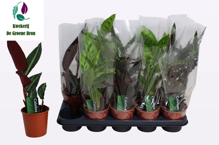 <h4>CALAT GEM 3 SRT</h4>