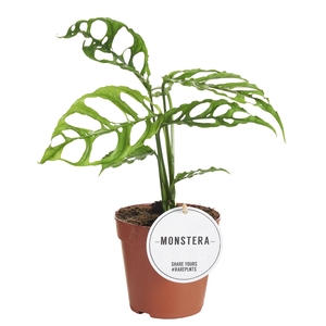 Monstera