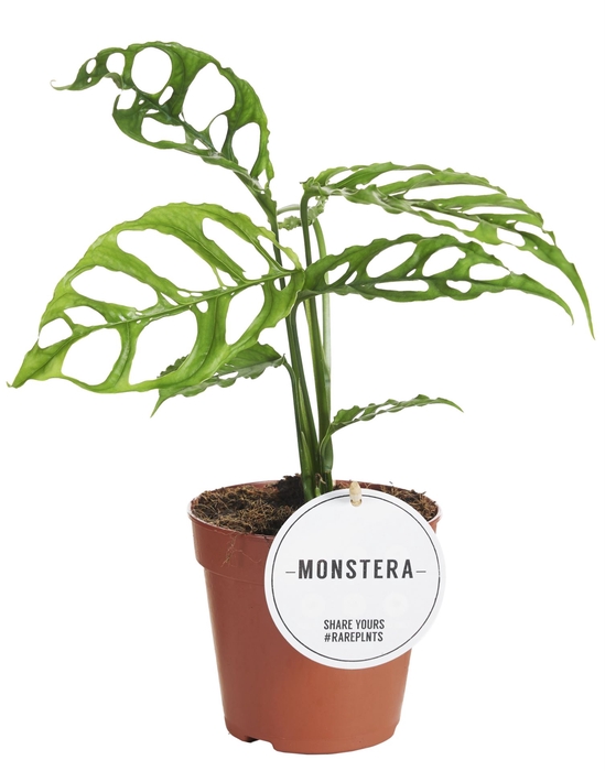 <h4>Monstera</h4>