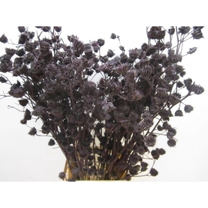 Abutilo A Aubergine L80