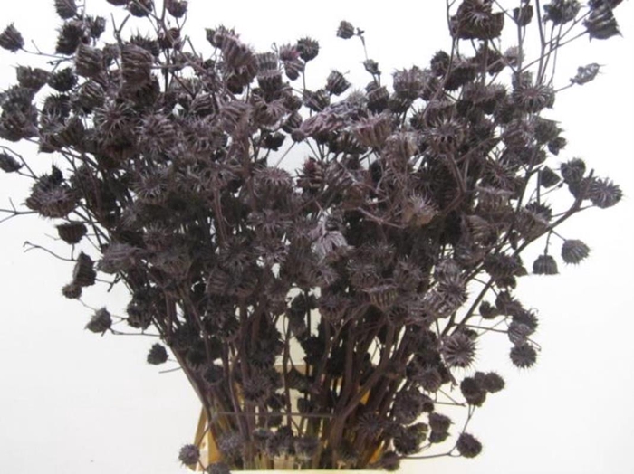 <h4>Abutilo A Aubergine L80</h4>