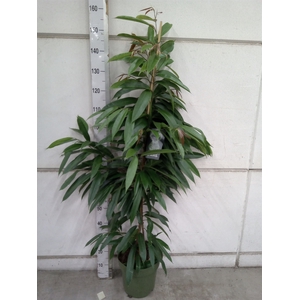 Ficus binn. 'Amstel King'