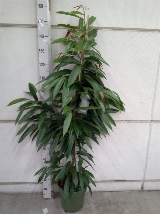 <h4>Ficus binn. 'Amstel King'</h4>