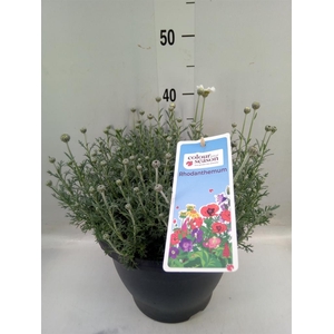 Rhodanthemum  'Casablanca'