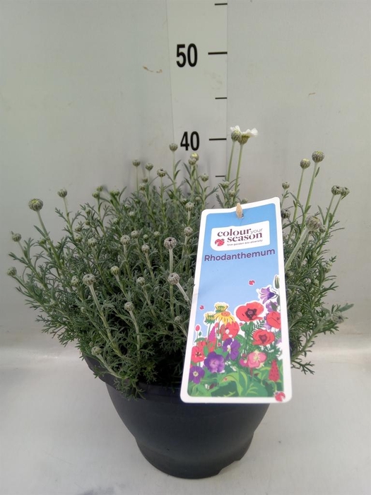 <h4>Rhodanthemum 'Casablanca'</h4>