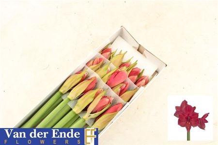 <h4>Hipp Ga Isabella</h4>