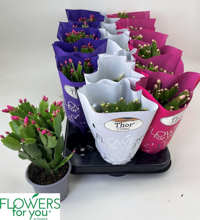 <h4>SCHLUMB GEM 3 KL</h4>