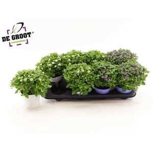 EXACUM OV