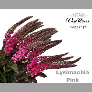 LYSIMACHIA PINK