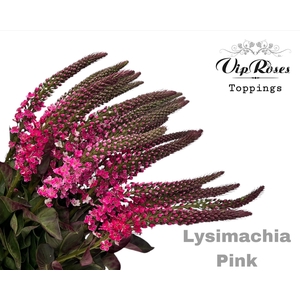 LYSIMACHIA PINK