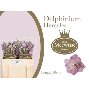 DELPH EL DEWI HERCULES DELPHINIUM H