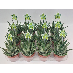 Aloe overig