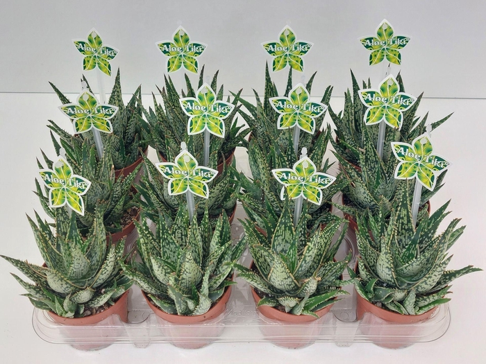 <h4>Aloe overig</h4>