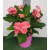 Euphorbia Milii Grp overig